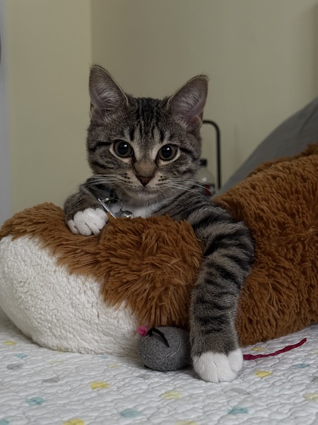 Hugo 