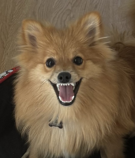 Fozzie 