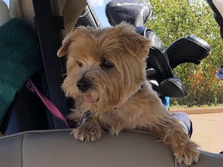 Lexi