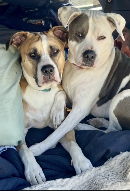 Rufus and Siggy