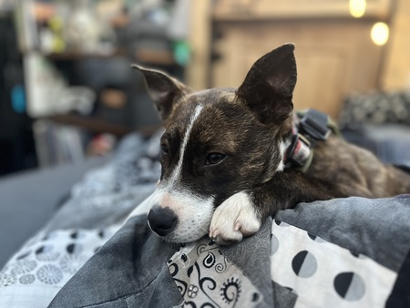 Gunnar