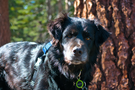 Onyx