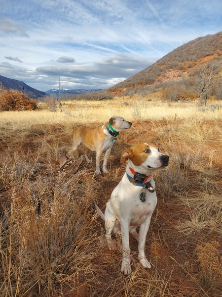 Entry image for Riley (White) Jack (Tan). Clicking this image will show a larger photo