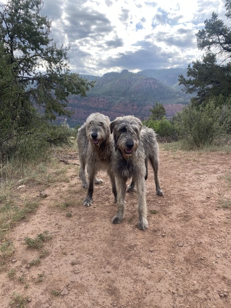 Entry image for Rosie and Norman. Clicking this image will show a larger photo