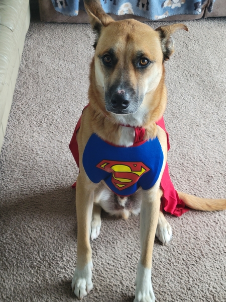 Entry image for Zeke. Clicking this image will show a larger photo