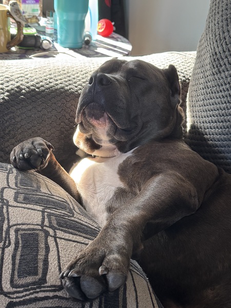 Bubba