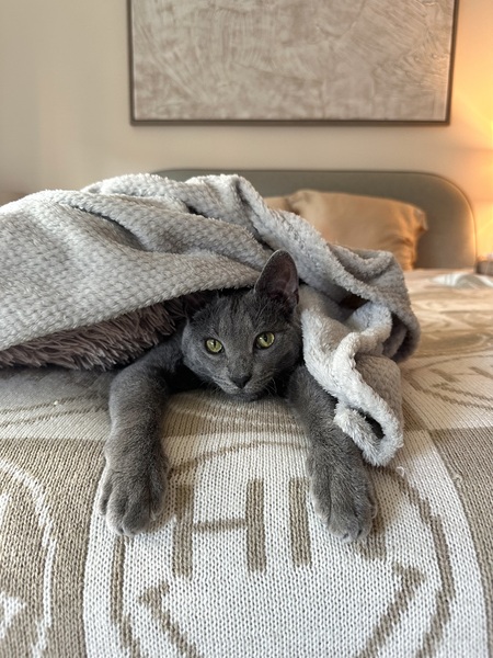 Wilbur 