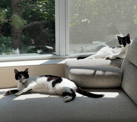 Mooney & Miso