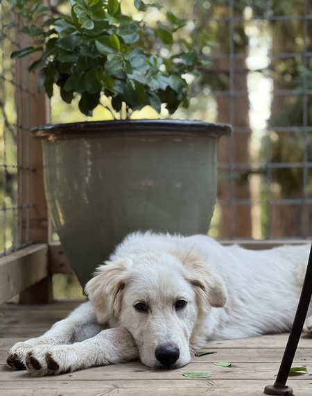 Casper