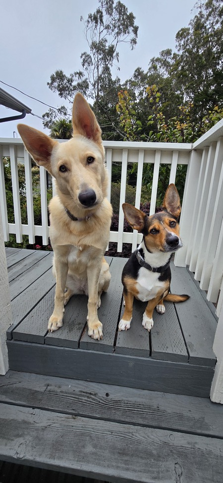 Maisie and Juno