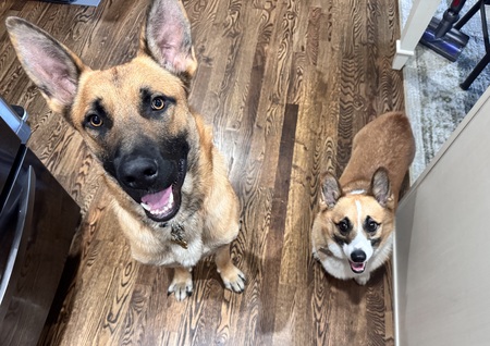 Major and Captain