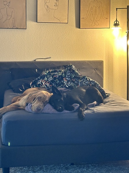 Copper and Raven