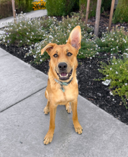 Willow  formerly Mae