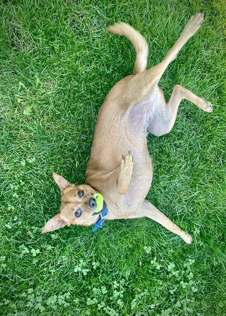 Sable