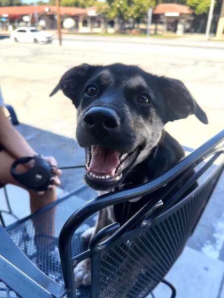 Mojo