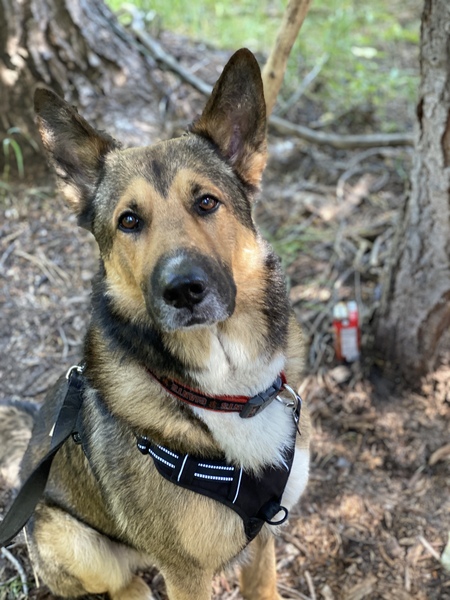Snoot Bear