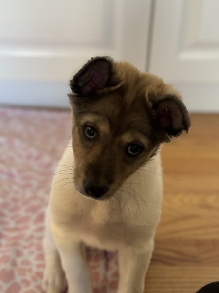 Lyla (fka Memphis)