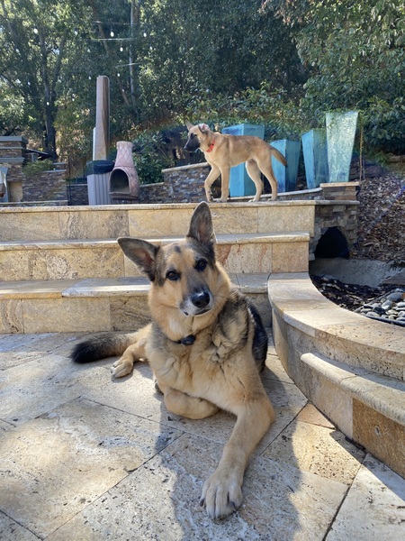 Beckett (ft. foster Scout in the back)