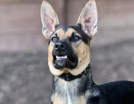 Milo