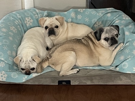 Oreo, Dodge and Penelope 
