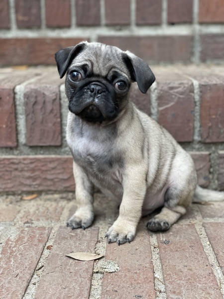 Archie
