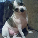 Entry image for Buppy