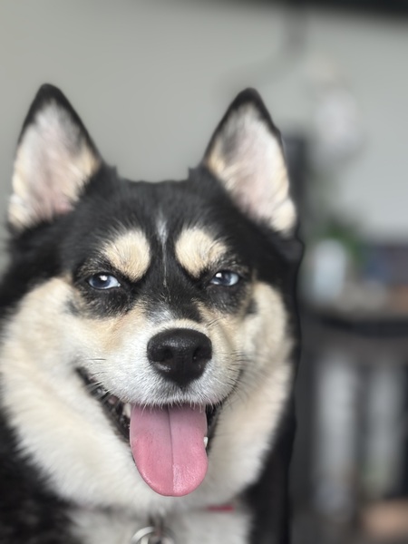 Periwinkle Pomsky 