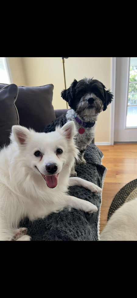 Stewie and Brucie