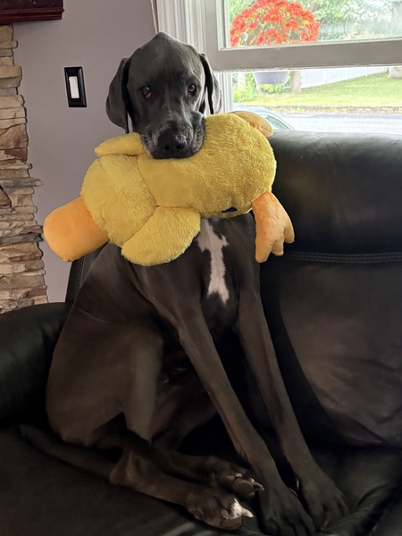 Moose