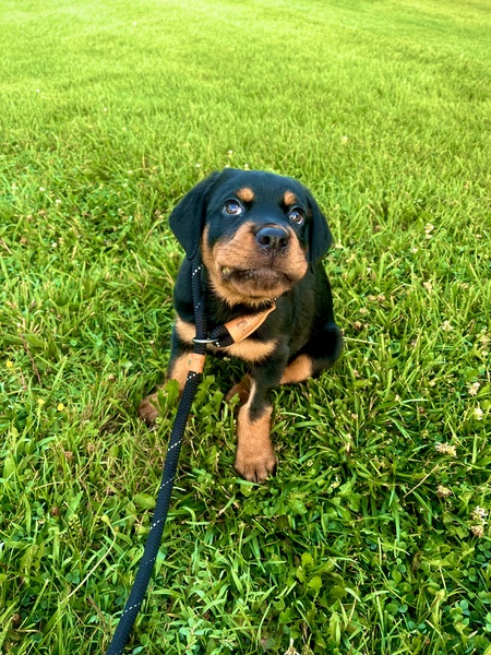 Baby Nala