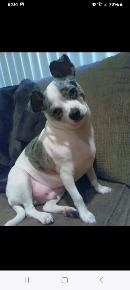 Entry image for Buppy. Clicking this image will show a larger photo