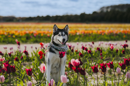 Meeka 