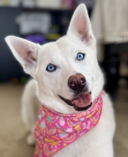 Nanook 