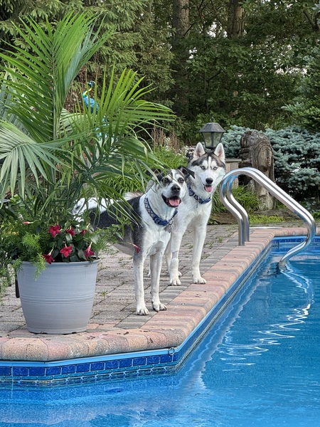 Lucas and Apollo 