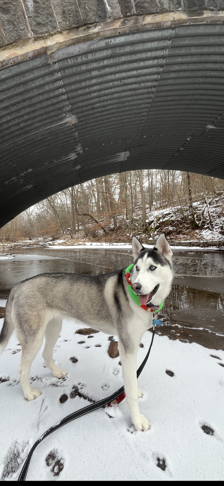 Entry image for Jade. Clicking this image will show a larger photo