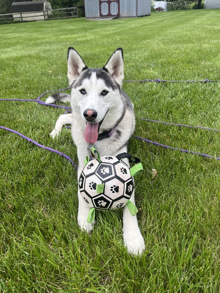 Entry image for Jade. Clicking this image will show a larger photo