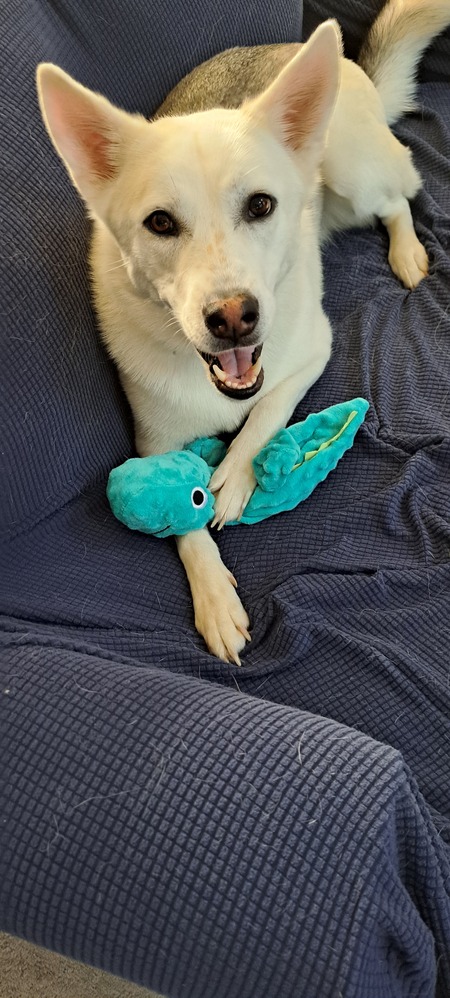 Kona
