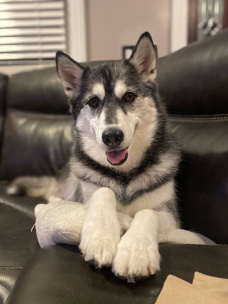 Chewy