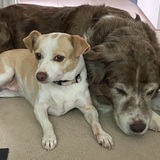 Entry image for Delilah and Lucy