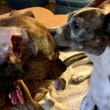 Entry image for Sprout and Tater