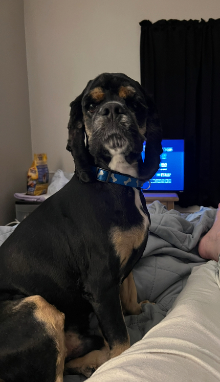Leo