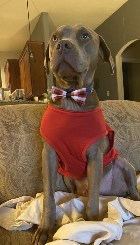 Entry image for Toffee . Clicking this image will show a larger photo