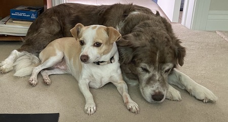 Entry image for Delilah and Lucy. Clicking this image will show a larger photo