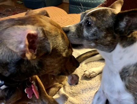 Entry image for Sprout and Tater. Clicking this image will show a larger photo