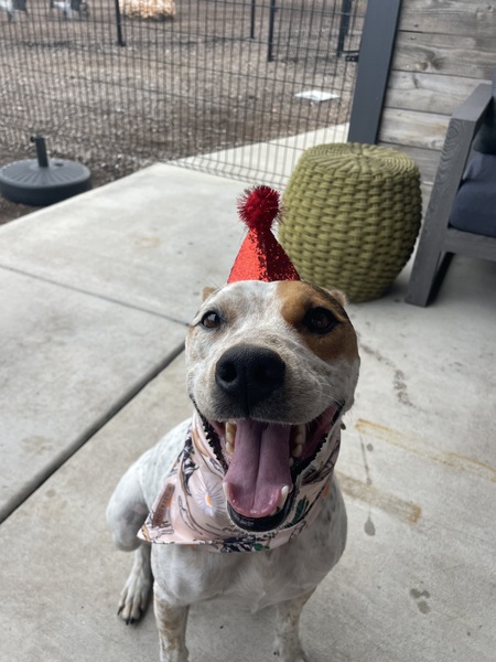 Entry image for Beanie. Clicking this image will show a larger photo