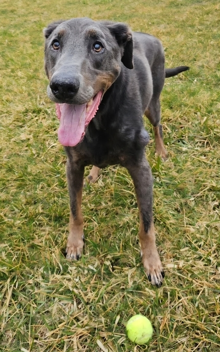 Zeb