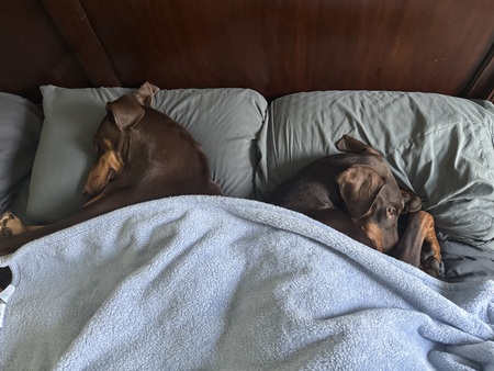 Luna & Rusty