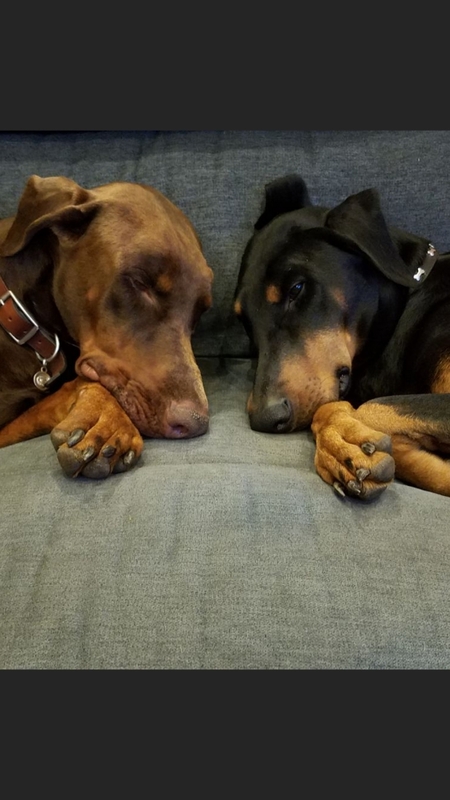 Colt and Odin