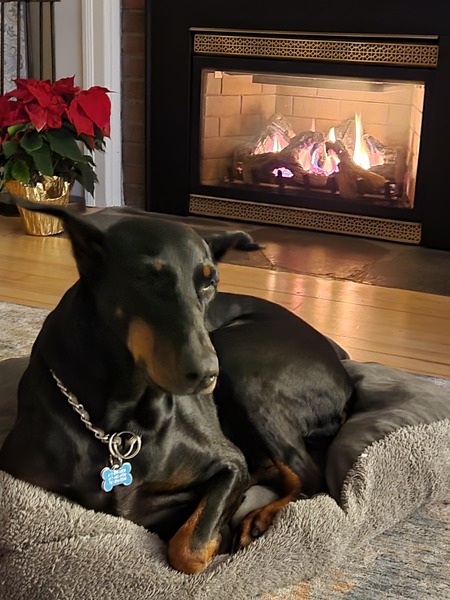 Bella
