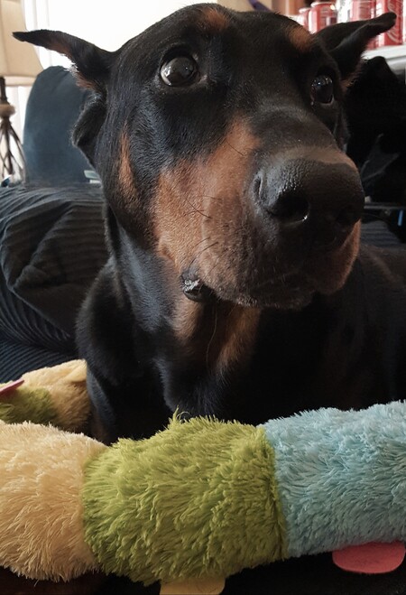 Loki